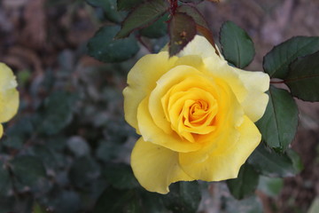 yellow rose