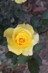 yellow rose