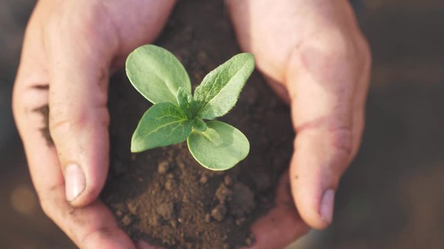 Farmer hand holding a fresh young plant sunflower. man hands holding soil dirt a green young plant. eco farming Symbol of lifestyle spring and ecology new life and environmental conservation concept