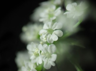 Background with tiny inflorescences of macro flowers