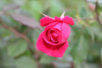 rose