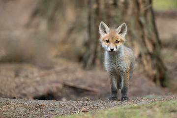 Mammals - European Red Fox (Vulpes vulpes)