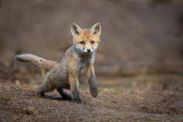 Naklejka na ściany i meble Mammals - European Red Fox (Vulpes vulpes)