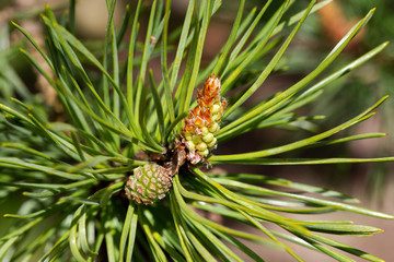 Young pine cone macro
