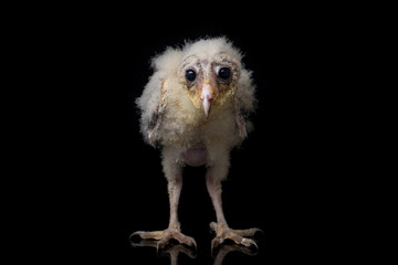A chick of Barn Owl tyto alba isolated on black background