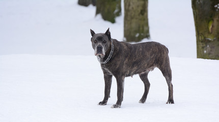 Aggressive american staffordshire terrier