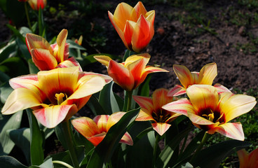 yellow and red tulips