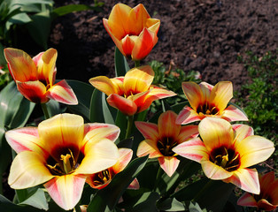 red and yellow tulips