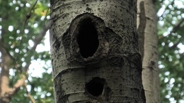 suoni del bosco in attesa del picchio nero