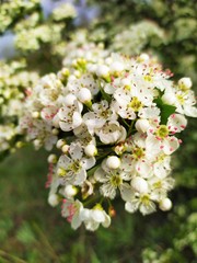 Small white flowers of the hawthorn bush