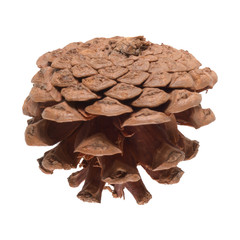 Pine cone