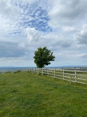 Fototapeta premium fence in the field with lone tree