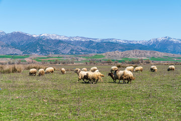 Obraz premium Sheep herd running in the field 