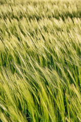 Nice rolling green field. Agricultural field with barley. Beautiful field of cereals (wheat, barley, oats) green on a sunny spring day.