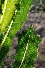nervios de hojas de planta vedrdes al trasluz