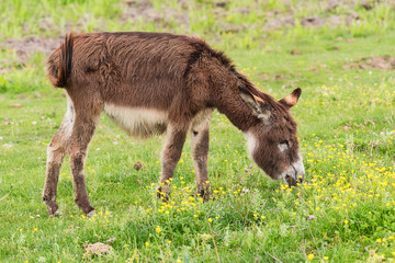 Naklejka na ściany i meble Donkey on overcast day. Wild donkey in countryside field, feeding, grazing, animals roaming-free. The donkey eats grass