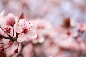 Fototapeta premium Closeup view of blossoming tree outdoors on spring day