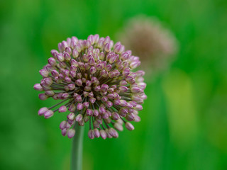 Blooming onion. Violet flower onion in garden. Beautiful blossoming onions.