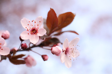 Closeup view of blossoming tree outdoors on spring day