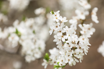 Closeup view of blossoming tree outdoors on spring day
