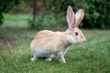 A cute red rabbit sits on the green grass and sniffs, its front leg raised.