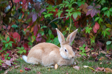 A red rabbit is sitting on the grass next to a net covered with red-leaved wild grapes.The rabbit looks straight, the tail is visible.