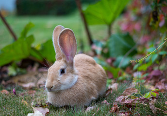 a cute red rabbit is sitting on the green grass among the leaves.The ears stand up straight and the veins are visible.