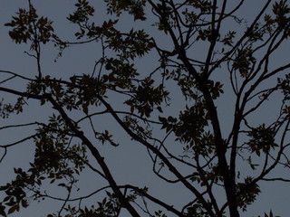 木