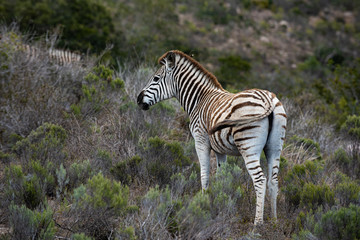 Zebra auf dem Feld