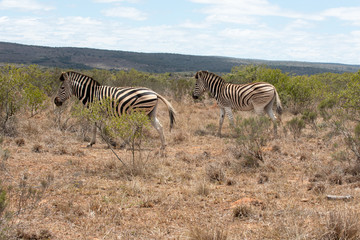 Fototapeta na wymiar Zebras in der Wildnis