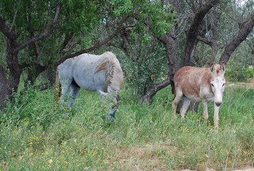 Spanish Male Horse and Male Mule 