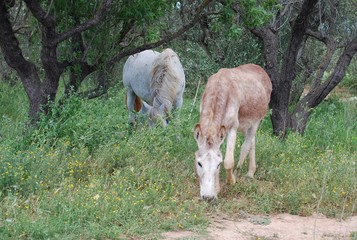 Spanish Male Horse and Male Mule 