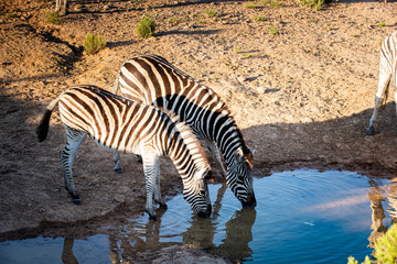 Fototapeta na wymiar Zebra am Wasser