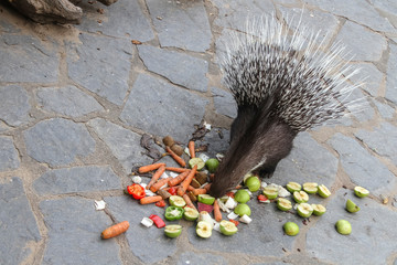 Large porcupine menu of apples and carrots. The animal is fed at the zoo.