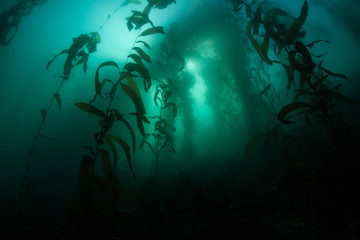 A forest of Giant kelp, Macrocystis pyrifera, grows in the cold eastern Pacific waters that flow...