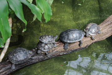 Slow turn from a group of turtles crossing the pond. teamwork among animals