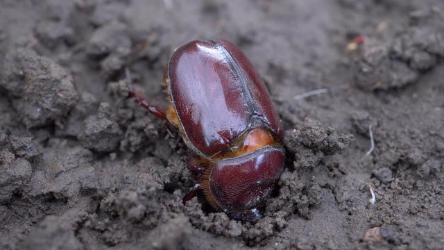 Summer May beetle (Amphimallon solstitiale) creeps on ground, macro view