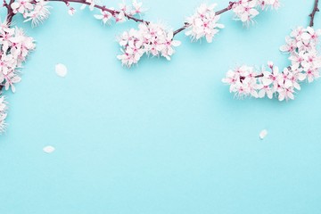 Sakura blossom flowers and may floral nature on blue background. For banner, branches of blossoming cherry against background. Dreamy romantic image, landscape panorama, copy space.