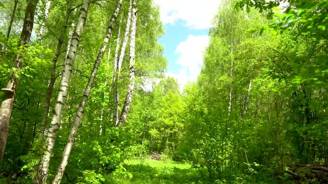 Exit from the dense dark forest to the sunlit glade