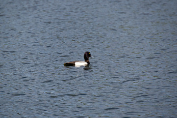 Greater Scaup