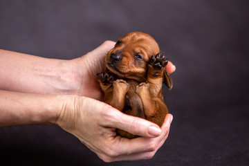 Portrait of a isolated dachshund puppy in studio
