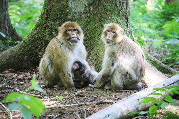 Berberaffen mit Baby auf dem Affenberg Salem