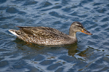 Female Mallard