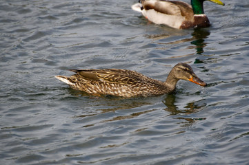 Female Mallard