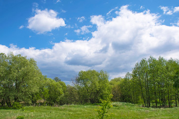 Fototapeta na wymiar Green meadow on a sunny glade between trees in early summer, blue sky with clouds