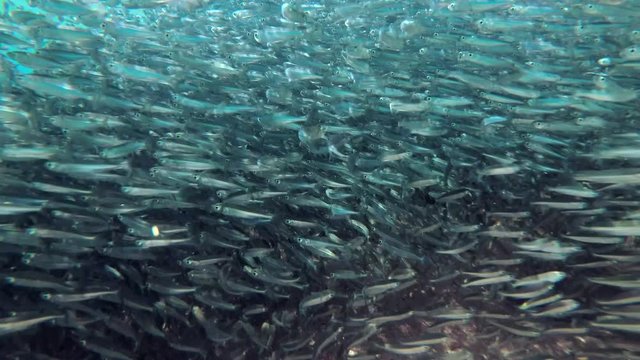 Massive school of small fish swims under surface of water in sun rays. Camera moving forwards