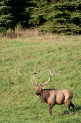 Naklejka na ściany i meble Elk in a PA field 