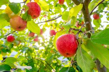 Red apples on the apple tree