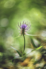 Phyteuma pyrenaicum flower soft focus