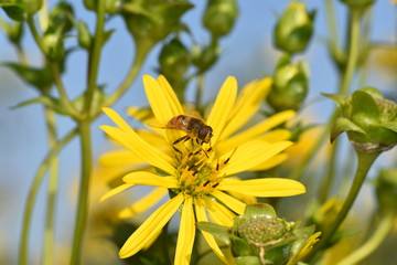 Silphium perfoliatum